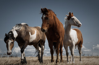 Three Horses Conferring