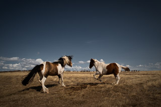 Two Horses
