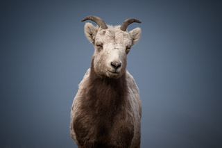 Smiling Sheep