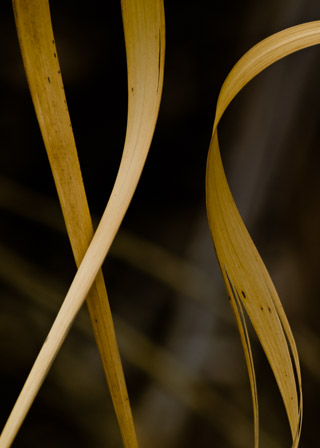Golden Lines
