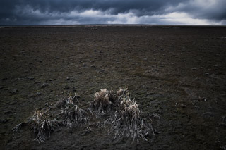 Dead Reeds in the Mudflats