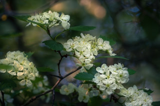 Blooming Hawthorn