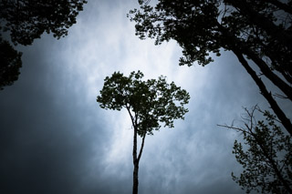 Trees and Sky