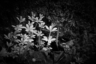 Spring Shoots