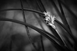 Flowering Grass