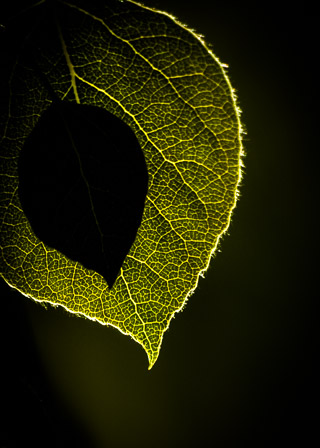 Leaf on Leaf