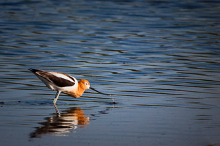 Avocet Feeding