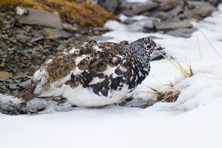 Molting Ptarmigan
