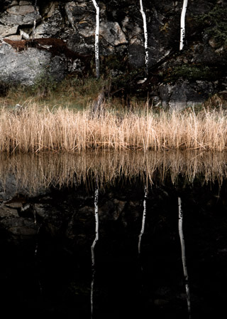 Ghostly Poplars Reflected in a Swamp