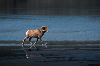 Bighorn Sheep Walking in the River