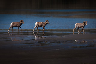 Bighorn Sheep Trio