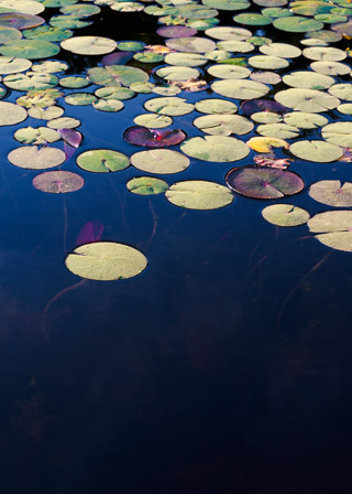 Lilypad Variations