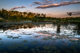Boreal Everglades
