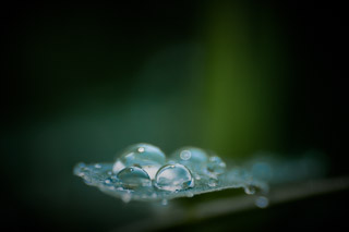 Rain Drops on a Vetch Leaf