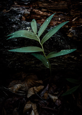 Lily Against a Fallen Trunk