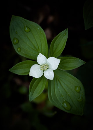 White Bunchberry Flower