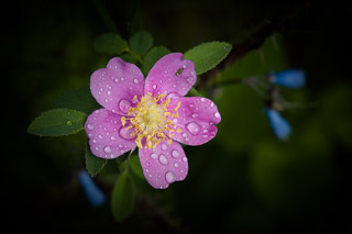 Water Speckled Wild Rose