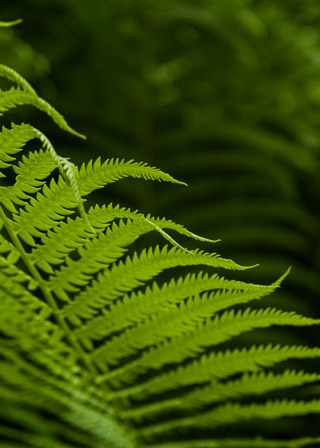 Fern Edge