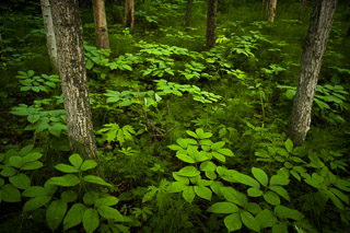 Sarsaparilla Undergrowth