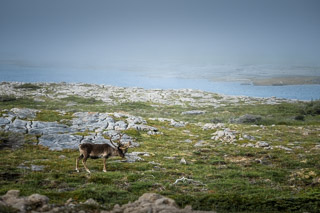 Old Caribou and the Sea