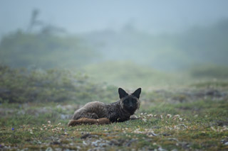 A Quick Lie-Down
