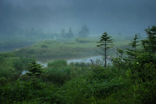 Greens to Foggy Blues