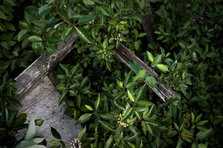 Dogwood Growing through Old Bridge Ruins