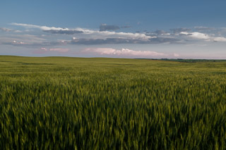 Green Fields and Sky