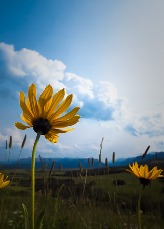Flower Against Sky