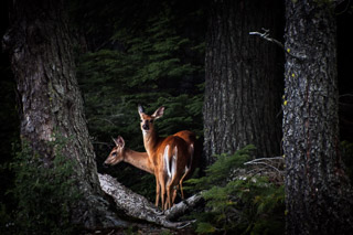 Deer in a Dark Forest