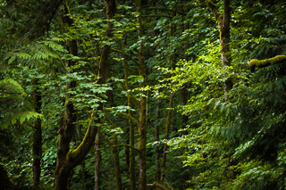 Sunlit Leaves Against Dark Trunks