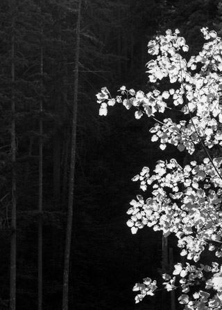 Bright Aspen Leaves