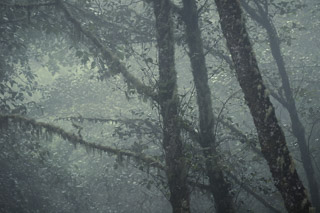 Tree Trunks Through the Mist