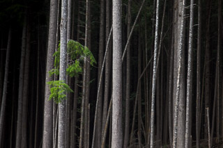 Border of a Spruce Forest