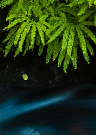 Ferns Over Moving Water