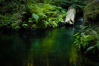 Fallen Tree in a Mossy Stream