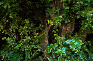 Ancient Growth