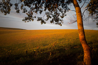 Glowing Field