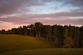 The Forest Edge