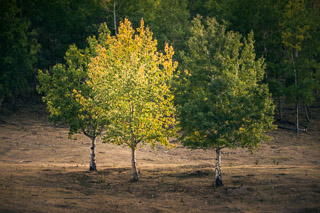Three Trees in Black and White