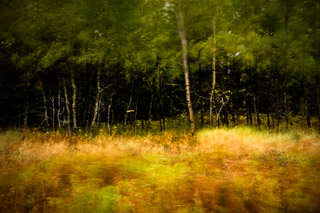 Impressionist Autumn Grass