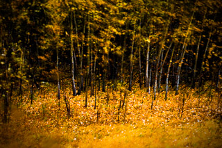 Impressionist Autumn Forest