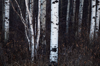 Stark Poplar and Birch