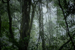 Floor-Canopy Connections