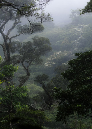 Cloudy Canopy