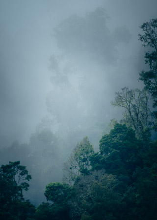 Jungle Giants