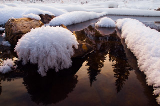 Frost Moss