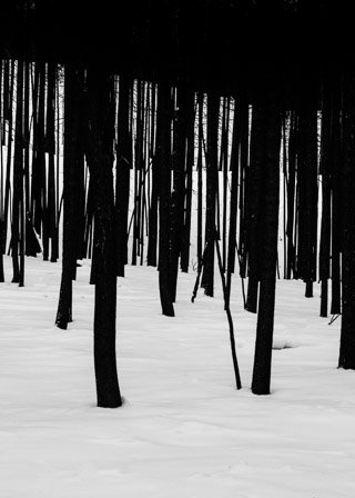 Forest Fire Lines