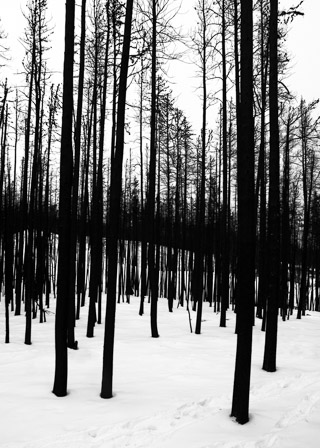 Winter Forest After a Fire