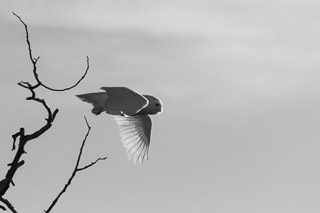 Snowy Owl in Flight